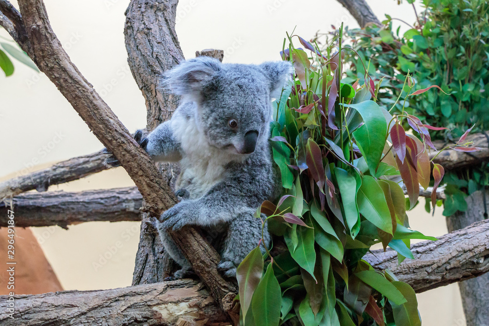Fototapeta premium Australian koala joey resting in a eucalyptus tree in Vienna Zoo