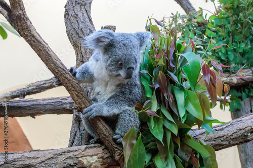 Fototapeta Naklejka Na Ścianę i Meble -  Australian koala joey resting in a eucalyptus tree in Vienna Zoo