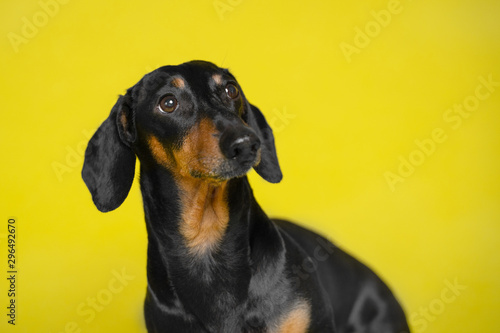 portrait black and tan cute cute dachshund  on the isolated yellow background. Dog training. Space for writing text (letters). © Masarik