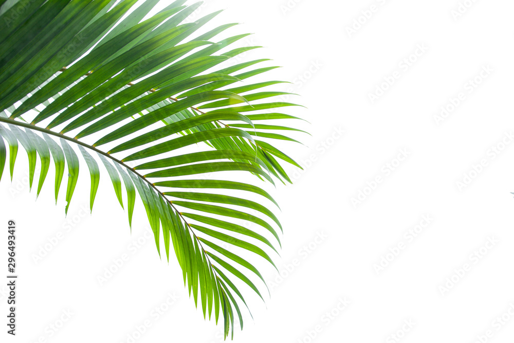 Fototapeta tropical coconut leaf isolated on white background, summer background