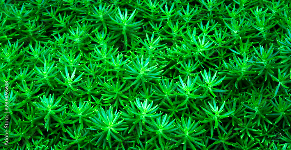 Green leaf texture Leaf texture background Green leaf texture Leaf texture background