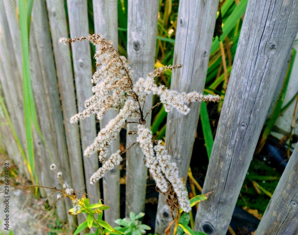 Withering bloom of a goatsbeard is growing through a wooden fence Withering bloom of a goatsbeard is growing through a wooden fence