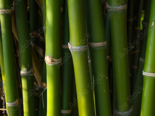 Bamboo forest natural green background