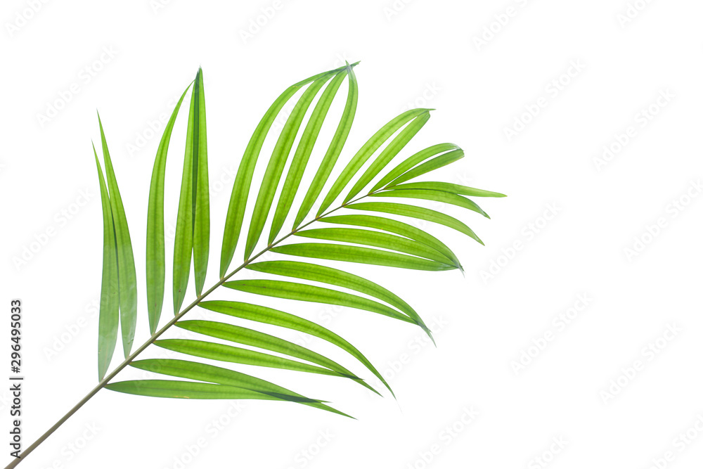 Fototapeta premium tropical coconut leaf isolated on white background, summer background