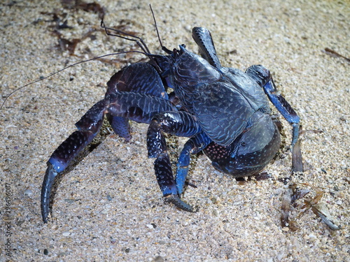 石垣島の野生のヤシガニ / Wild coconut crabs in Ishigaki Island