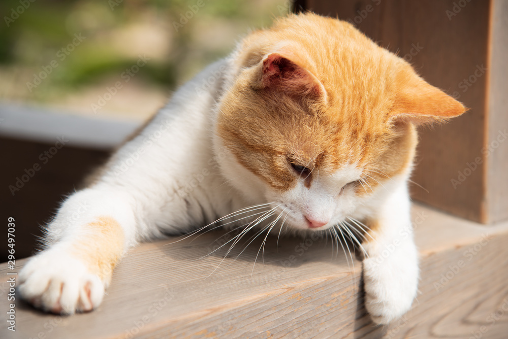 Fototapeta premium 愛くるしい子猫のクローズアップ