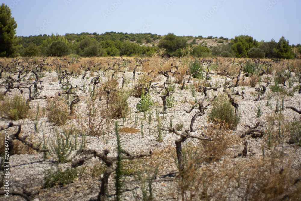 view of a large field of dried vineyards