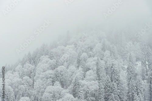 Pine trees and snow © ardasavasciogullari