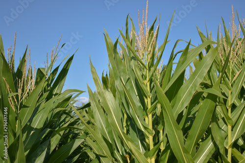 Slika na platnu Stalks of ripe corn growing in a field.