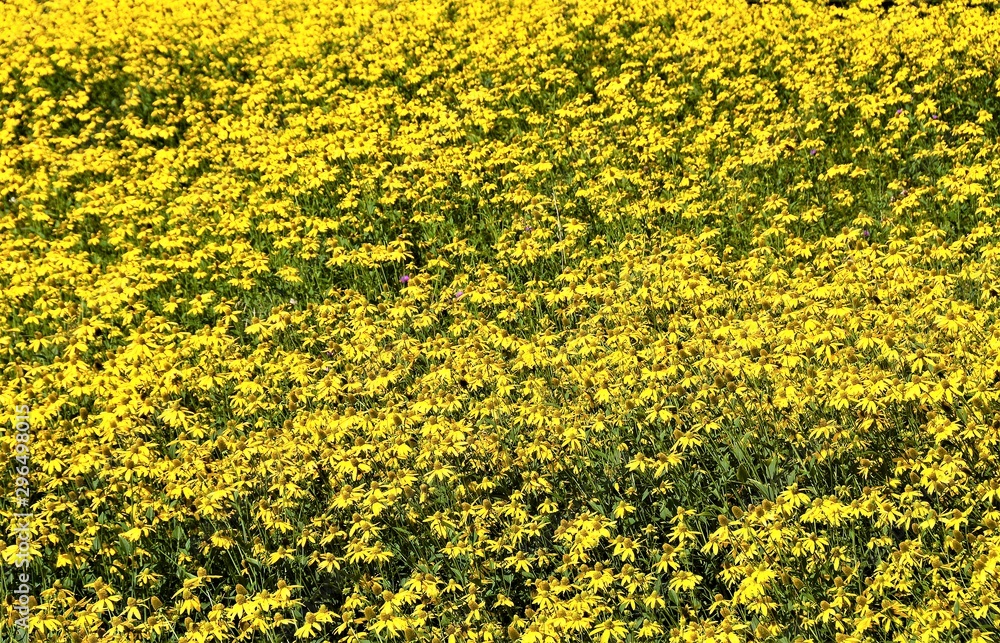 Many flowers of Rudbeckia hirta Many flowers of Rudbeckia hirta