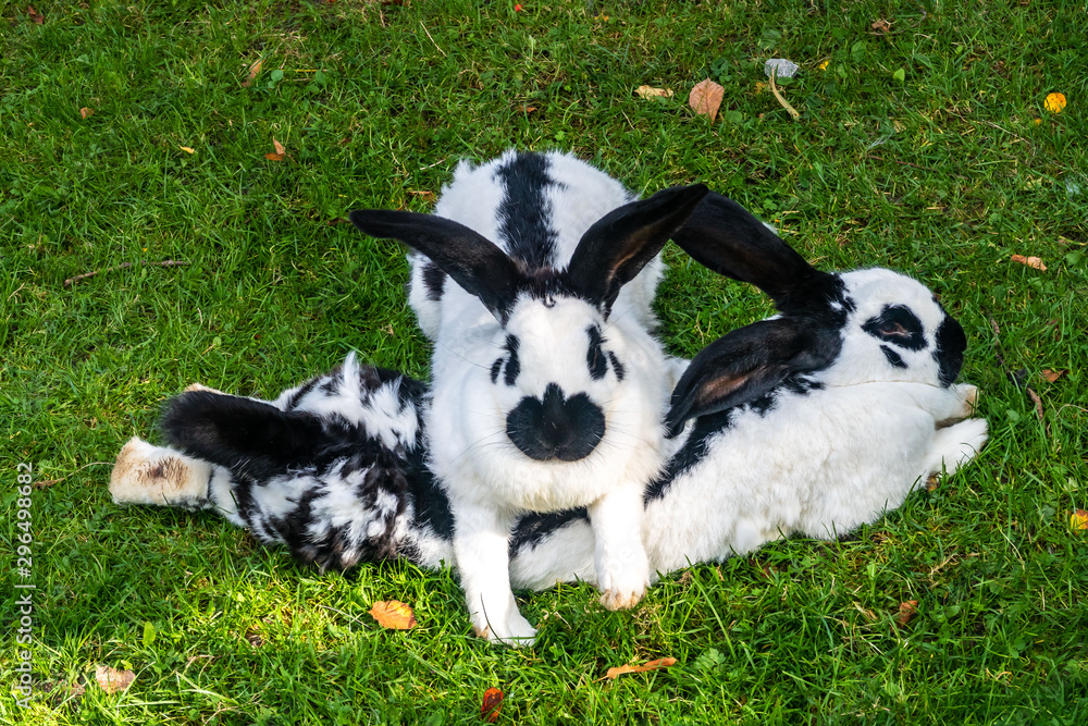 2 Hasen kuscheln auf der Wiese