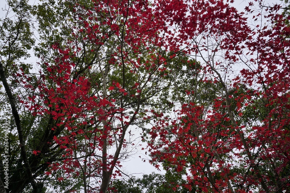 浮き出る赤と緑の葉の協演