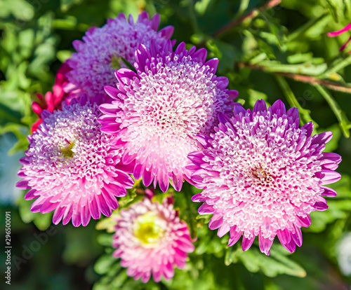 Bright aster flowers on the flowerbed as a background for design