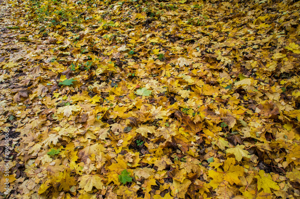 Autumn texture. Yellow orange and red leaves. Old fallen foliage with a covered plan. Autumn texture. Yellow orange and red leaves. Old fallen foliage with a covered plan.