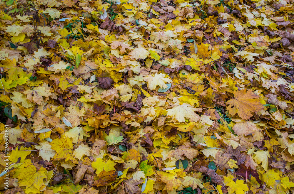 Autumn texture. Yellow orange and red leaves. Old fallen foliage with a covered plan. Autumn texture. Yellow orange and red leaves. Old fallen foliage with a covered plan.