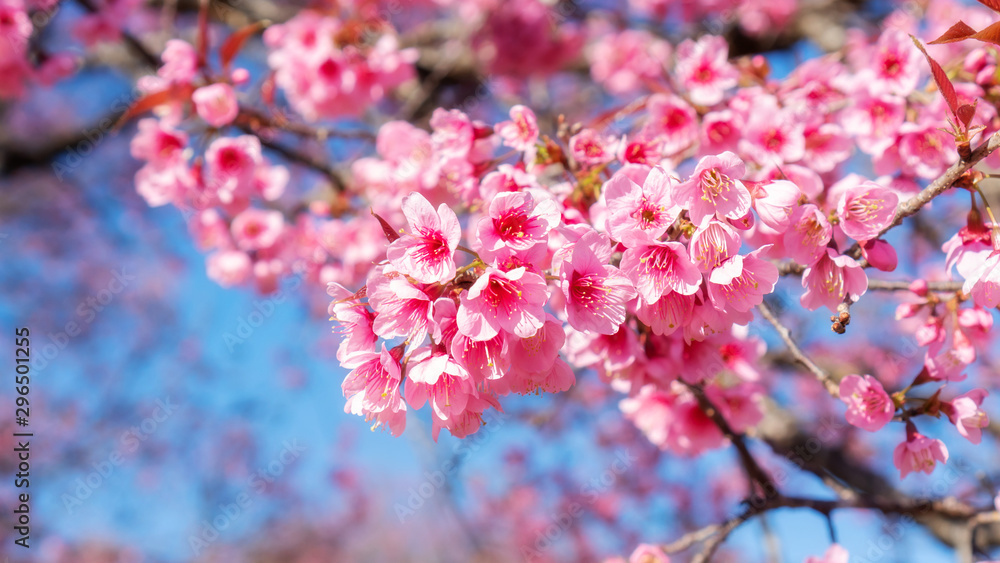 Pink wild Himalayan cherry blossom in a garden. Pink wild Himalayan cherry blossom in a garden.