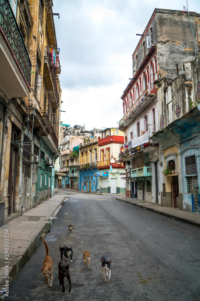 Cats walk along a narrow street between the houses of the city. Cuba