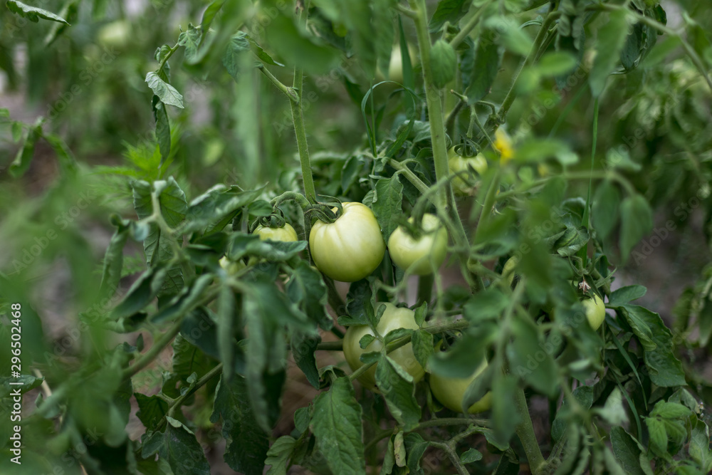 Unripe green tomatoes in a rural garden