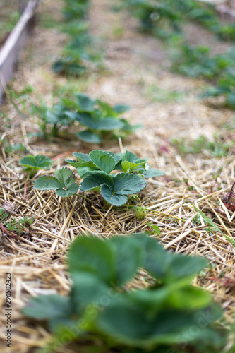 Mulching strawberries in the garden.