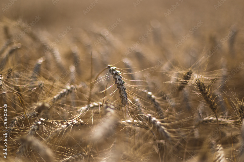 Fototapeta premium Wheat on the field. Plant, nature, rye. Rural summer field landscape