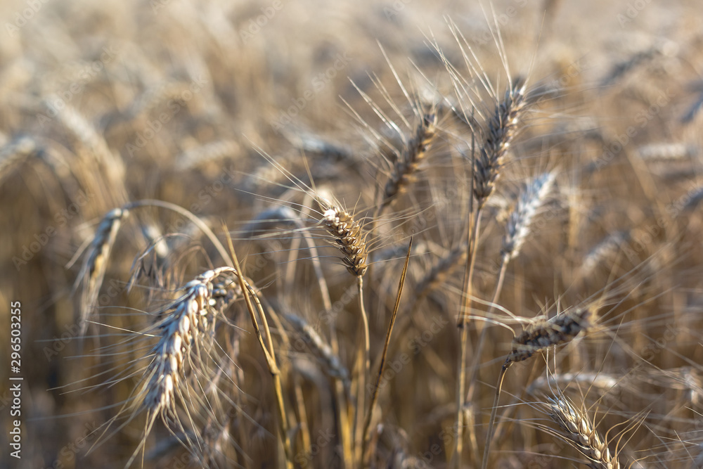Fototapeta premium Wheat on the field. Plant, nature, rye. Rural summer field landscape