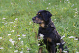 Black dog sits in the tall grass