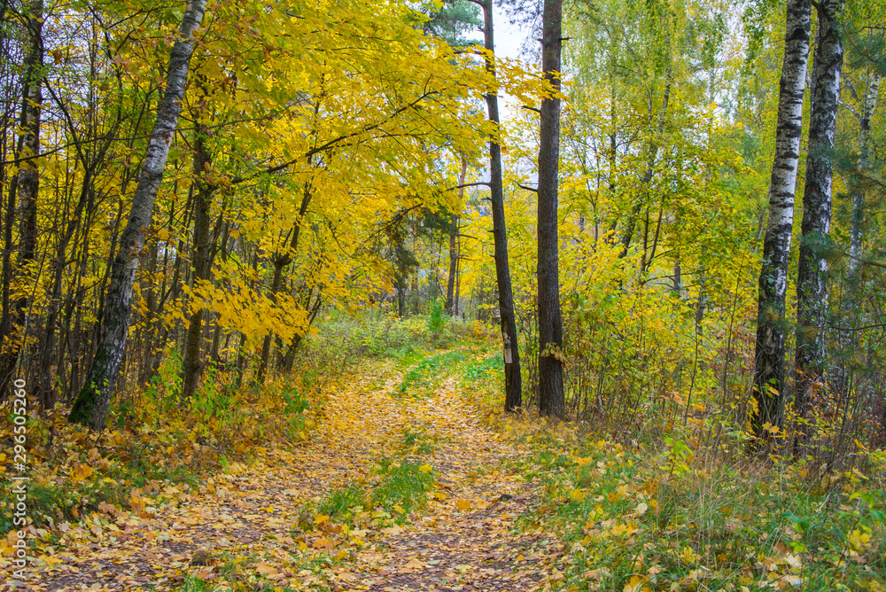 Fototapeta premium Autumn texture. Road with autumn yellow foliage.