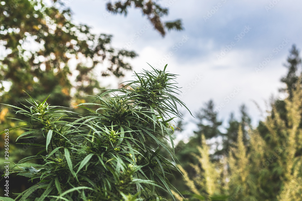 A cannabis plant, a marijuana bush in the countryside A cannabis plant, a marijuana bush in the countryside