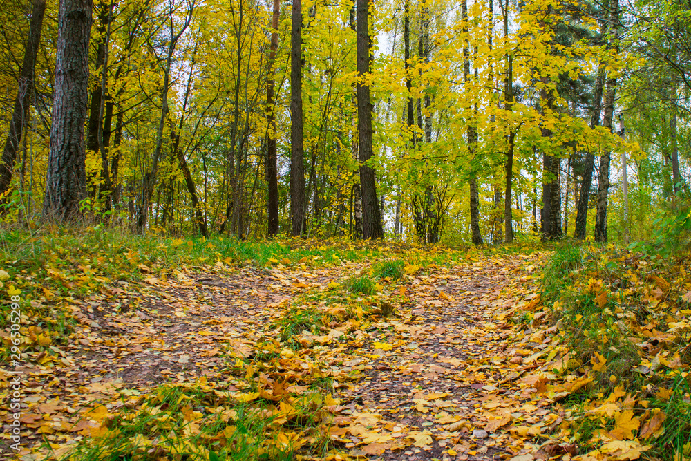 Autumn texture. Road with autumn yellow foliage. Autumn texture. Road with autumn yellow foliage.