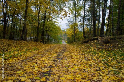 Autumn texture. Road with autumn yellow foliage.