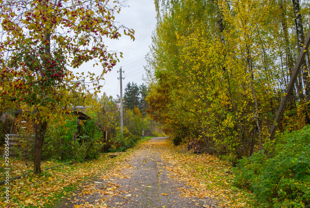 Obraz premium Autumn texture. Road with autumn yellow foliage.