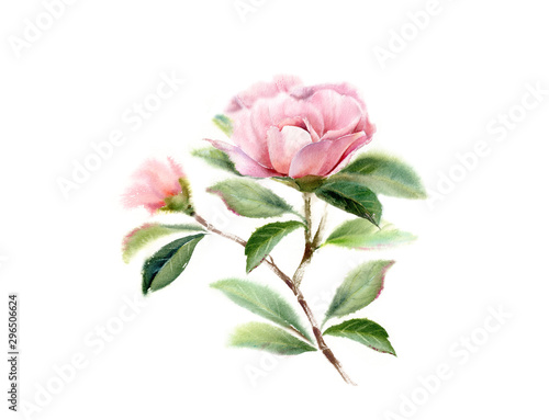 Fotografering Watercolor Camellia tree branch with big pink flower, bud and leaves