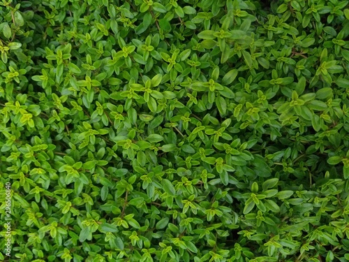 Thyme creeping, culinary herb, natural abstract background