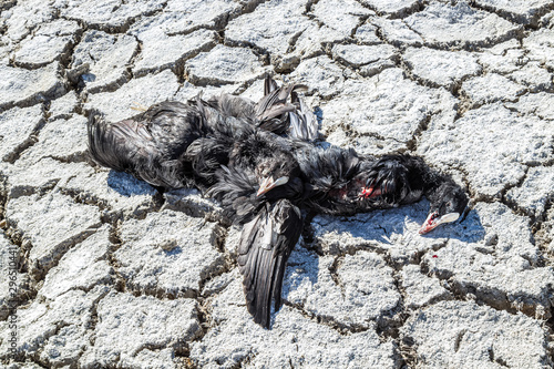 Dead black birds on the ground close-up