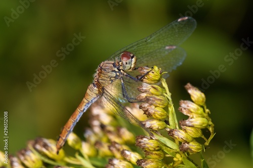 Close up of vagrant darter in natural environment, Slovakia, Europe