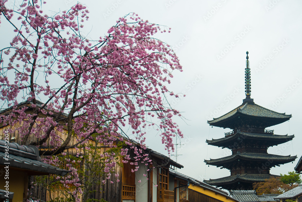 Fototapeta premium Cherry blossom in spring season Japan.