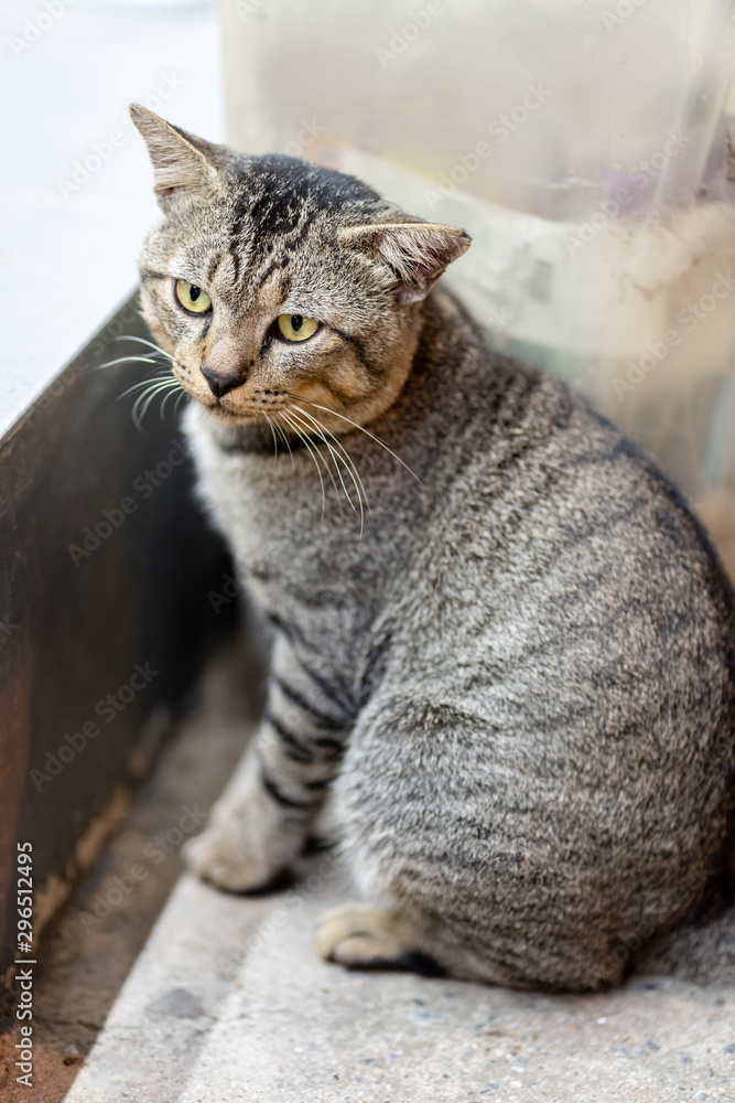 Abandoned stray cat sits in front of convenience store and looking at the camera with sad eyes at night, Stray cat on the road. Close-up homeless abandoned cat looking forward, selected focus. Abandoned stray cat sits in front of convenience store and looking at the camera with sad eyes at night, Stray cat on the road. Close-up homeless abandoned cat looking forward, selected focus.