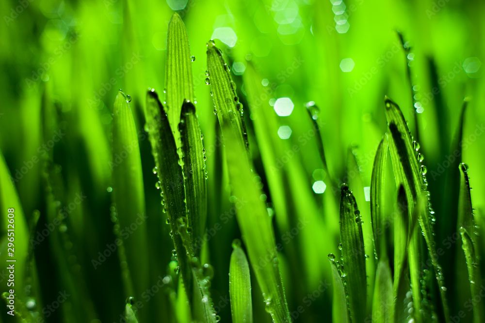 Macro. Background, water drops on the green grass. Desktop background. Selective focus. Macro. Background, water drops on the green grass. Desktop background. Selective focus.