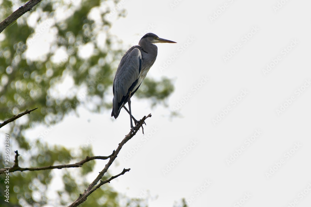Blue heron in its natural environment, Danubian wetland, Slovakia, Europe Blue heron in its natural environment, Danubian wetland, Slovakia, Europe
