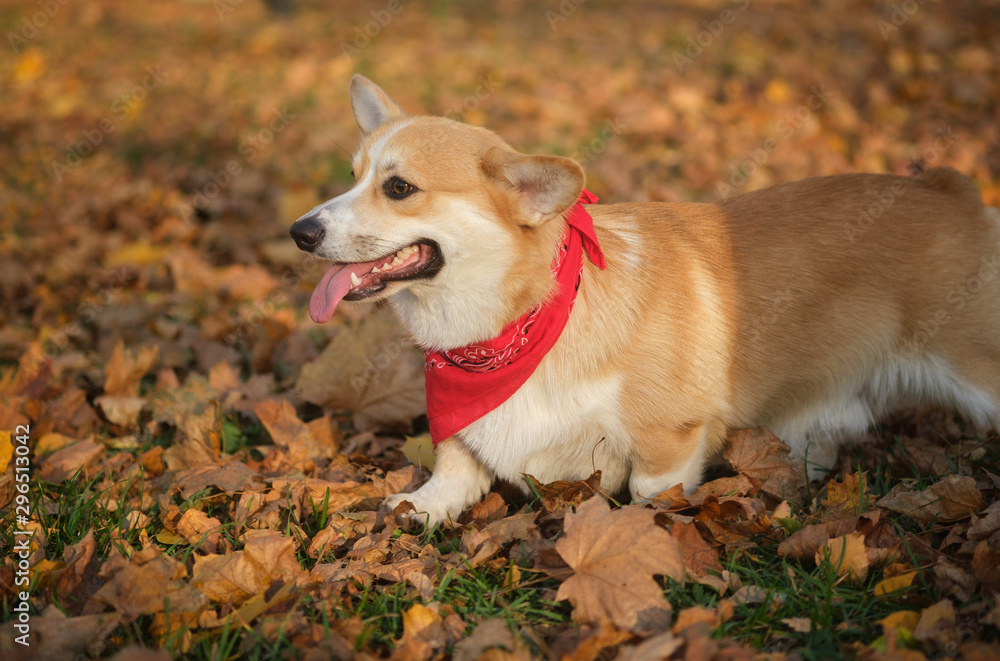 Welsh Corgi dog on a walk in a beautiful autumn Park with yellow foliage