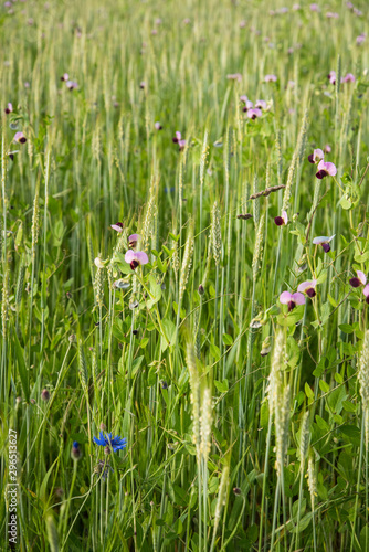 fleurs dans une prairie