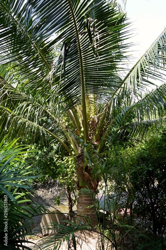 Coconut palm trees as a background  Abstract branch and leave  Natural green wallpaper or Ecological concept  Vertical