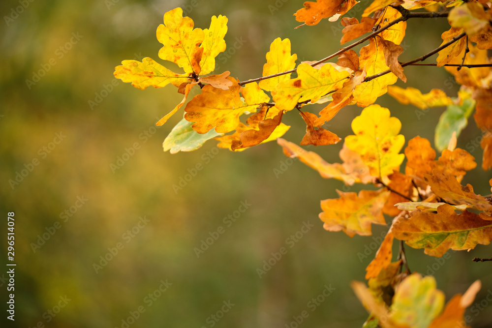 Background with a closeup of beautiful colored autumn leaves of an oak tree in the forest in October in Franconia, Germany Background with a closeup of beautiful colored autumn leaves of an oak tree in the forest in October in Franconia, Germany