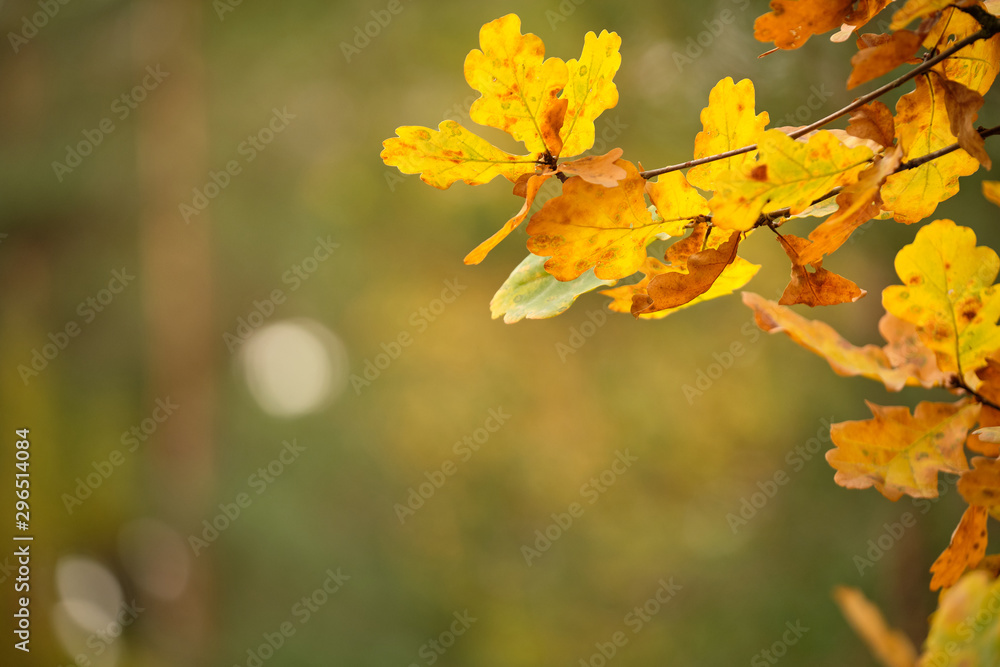 Background with a closeup of beautiful colored autumn leaves of an oak tree in the forest in October in Franconia, Germany