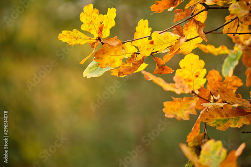 Background with a closeup of beautiful colored autumn leaves of an oak tree in the forest in October in Franconia, Germany