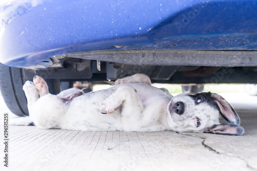 The puppy lie supine under the car.