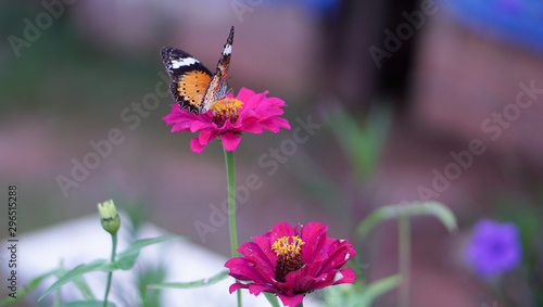 Butterflies are sucking nectar from flowers in the garden.