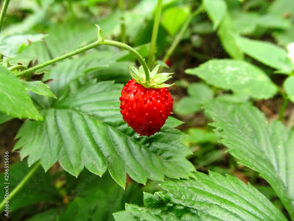 One red berry of wild strawberry on a background of green leaves. Beautiful summer background, organic healthy food concept One red berry of wild strawberry on a background of green leaves. Beautiful summer background, organic healthy food concept