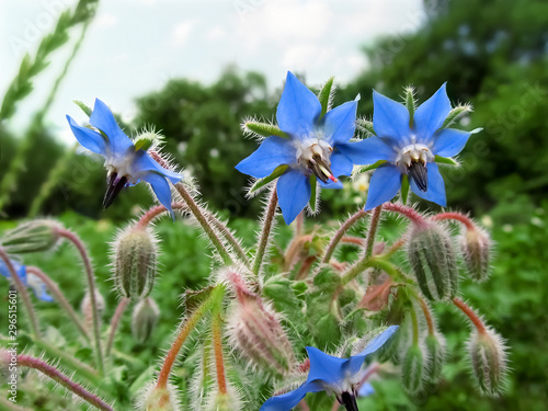 Canvas Print Beautiful pale blue flowers of a medicinal plant borage, close-up