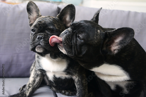 Fotografia french bulldog siblings